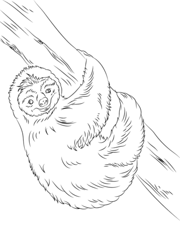 Cute Sloth Coloring Page